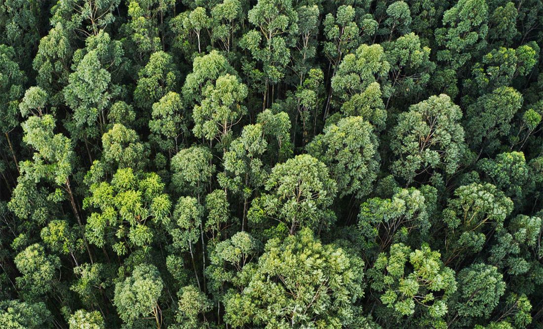 Uključite se u najveću nacionalnu kampanju sadnje stabala u Hrvatskoj „Zasadi stablo, ne budi panj!“