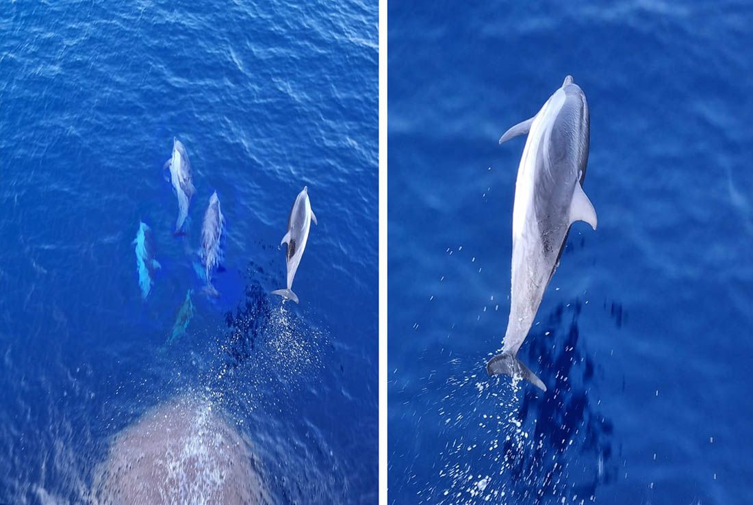 VIDEO Hrvatski pomorac snimio prekrasne prizore: Skupina dupina 45 minuta iskakala tijekom plovidbe