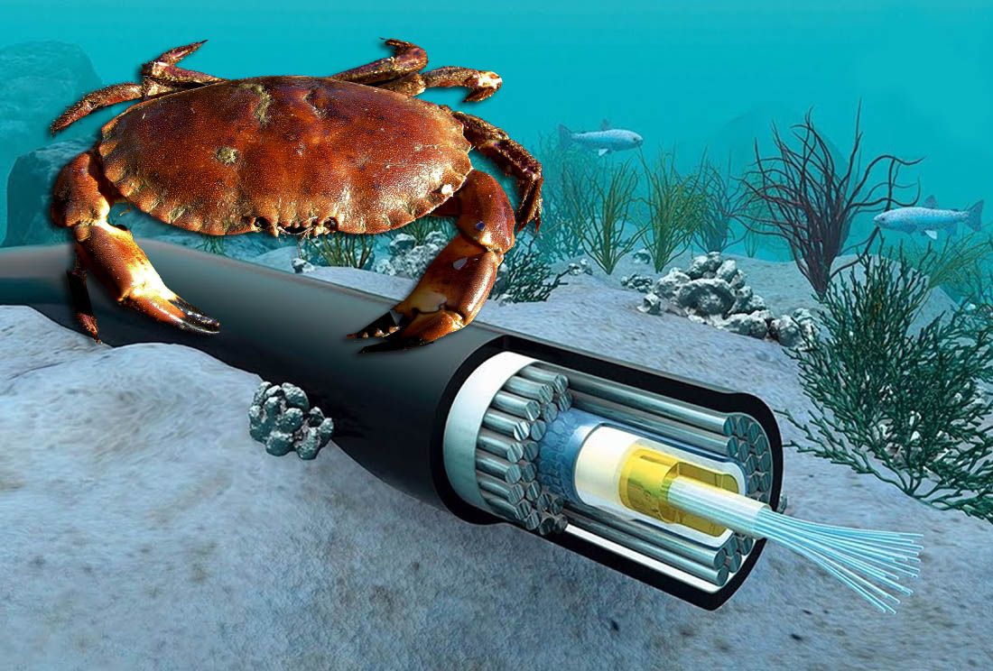 ČUDNA FASCINACIJA Smeđi rakovi opčinjeni podmorskim kablovima za obnovljive izvore energije