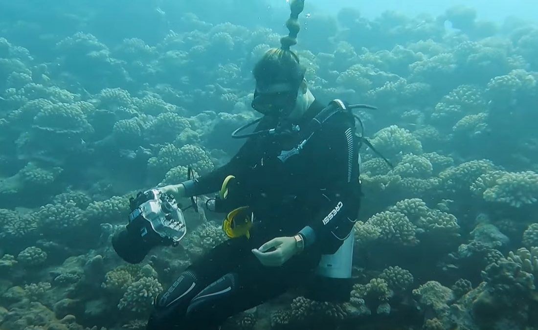 VIDEO Neobično prijateljstvo podvodne fotografkinje i ribe leptira