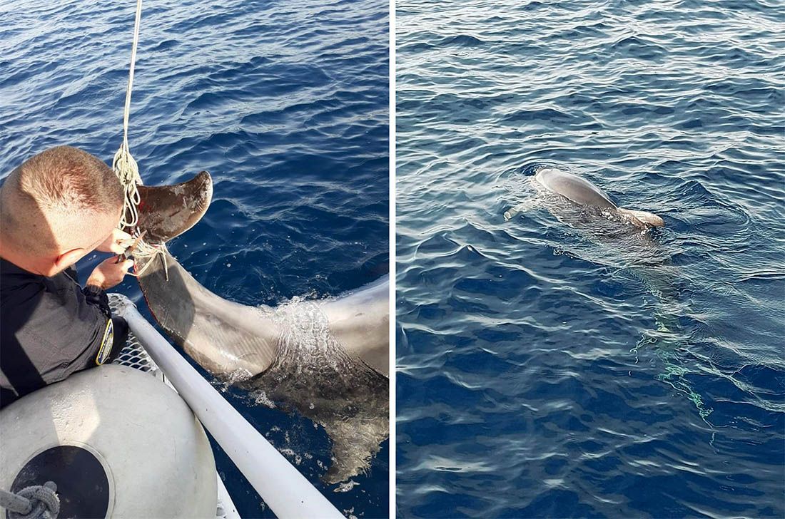 SPLEO SE U KONOPCE Pomorski policajci kod Čiova pomogli dupinu