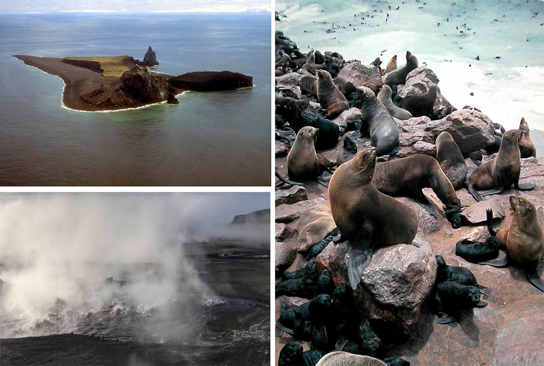 NIKOME NIJE JASNO ZAŠTO? Tuljani masovno naselili otok koji je vrh aktivnog vulkana