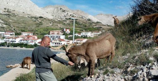Turisti ih mazili, a Ministarstvo naredilo njihov odstrel