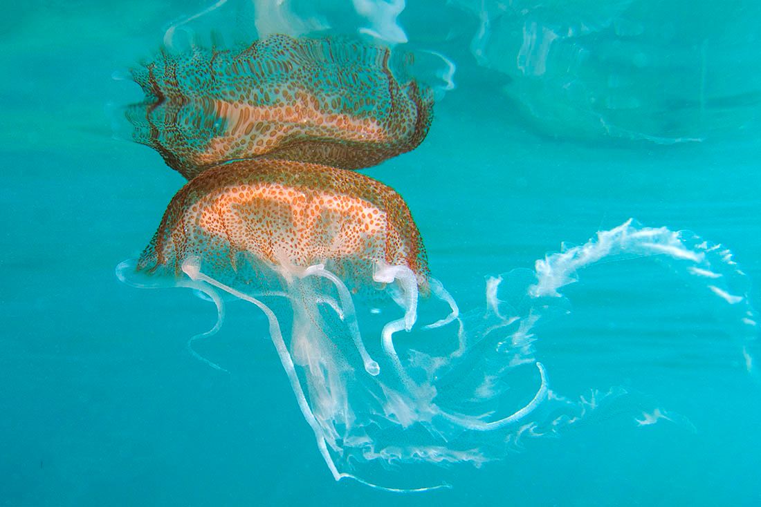 FOTO Misteriozna meduza snimljena kod rta Kamenjak