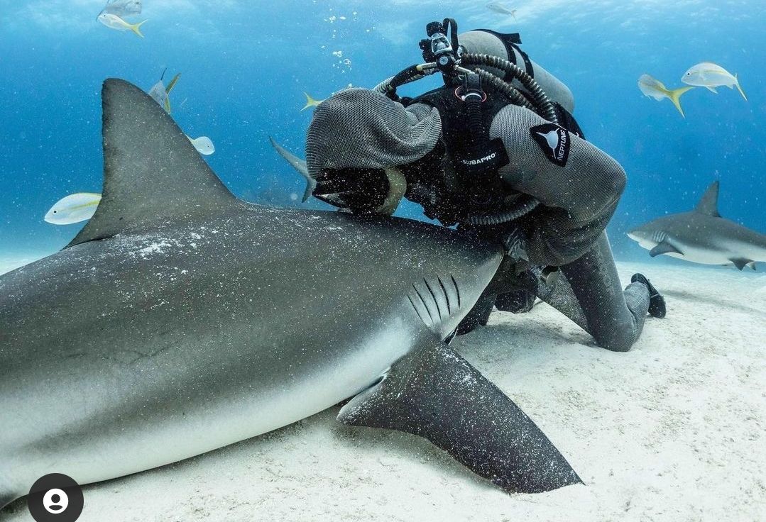 VIDEO Pogledajte kako “krvoločni” morski psi zahvaljuju za pruženu pomoć