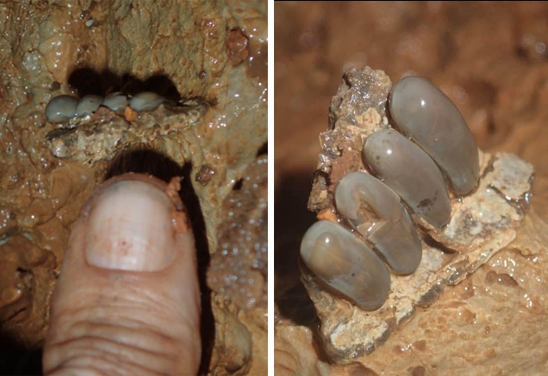 U Gradski muzej Korčula stižu fosilni ostaci zuba izumrle ribe