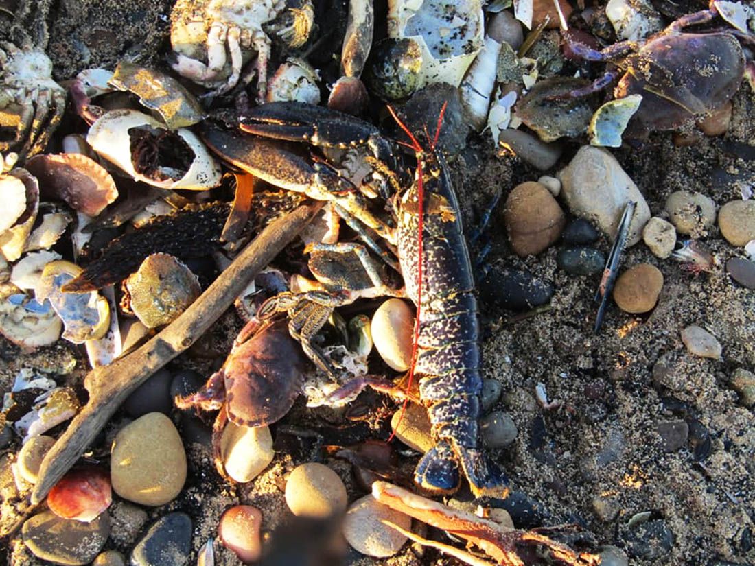 MISTERIOZAN POMOR Gomila rakova, hlapova i jastoga isplivalo na engleske plaže