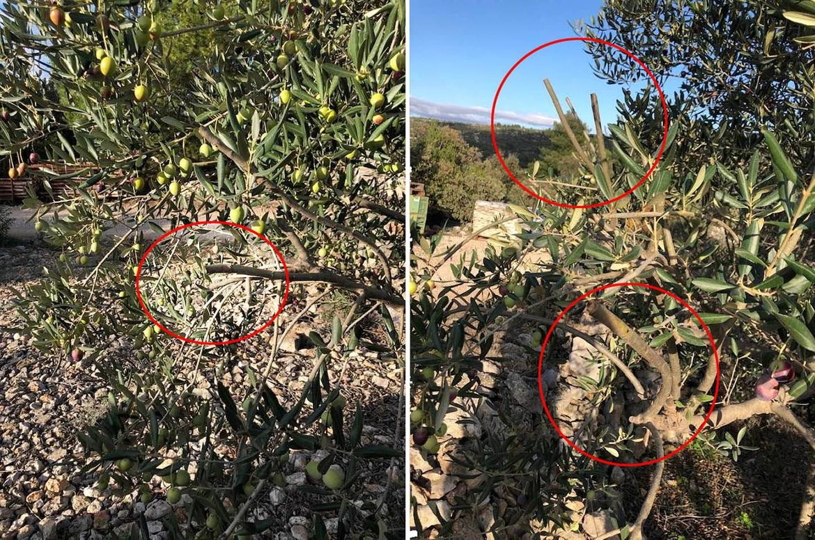 KAKAV BEZOBRAZLUK Na Drveniku Velom ljudima popilali grane rodnih maslina, pune plodova