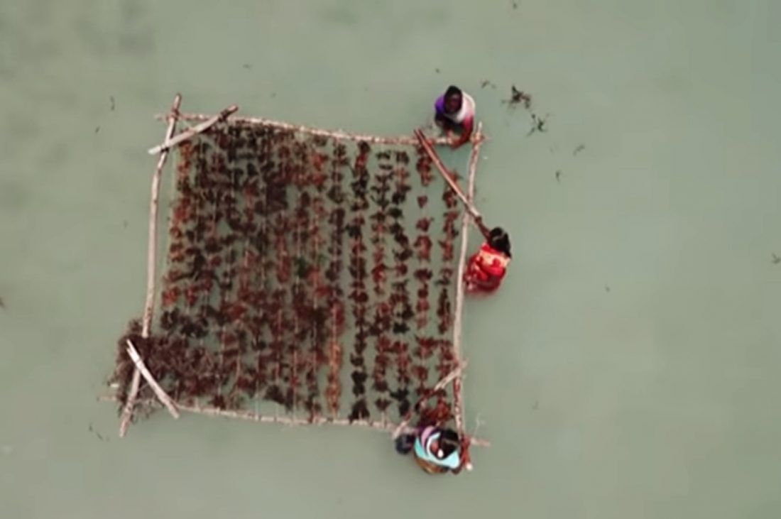 VIDEO Treći najveći zagađivač na svijetu kreće u proizvodnju kisika uz pomoć morskih algi