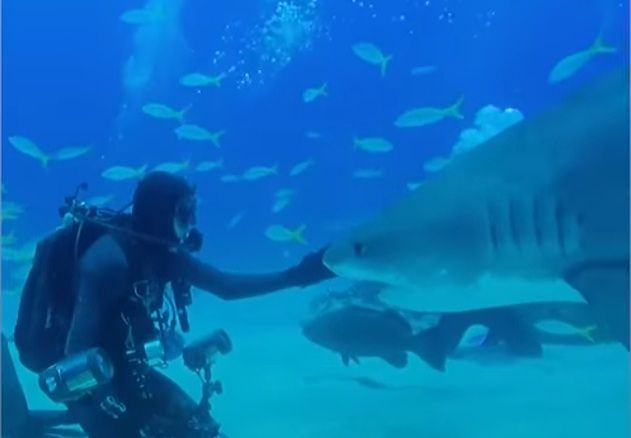 VIDEO Neobično prijateljstvo čovjeka i morskog psa tigra