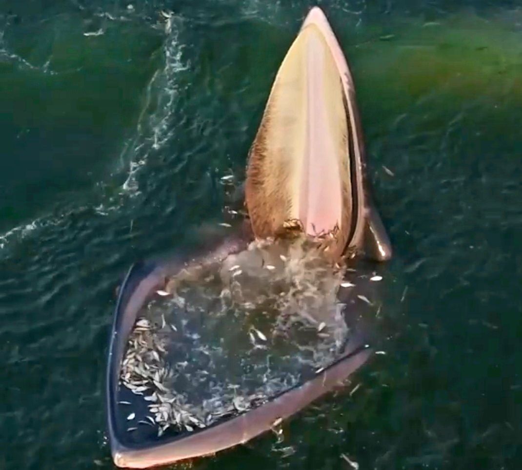 PRIZOR KOJI SE RIJETKO VIĐA Jedinstveni način hranjenja kita u zagađenom okolišu