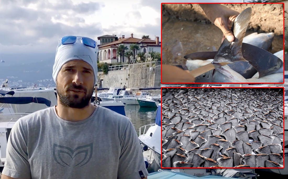 STOP FINNING! Naš najbolji ronilac na dah u kampanji za zabranu trgovine perajama morskih pasa u EU