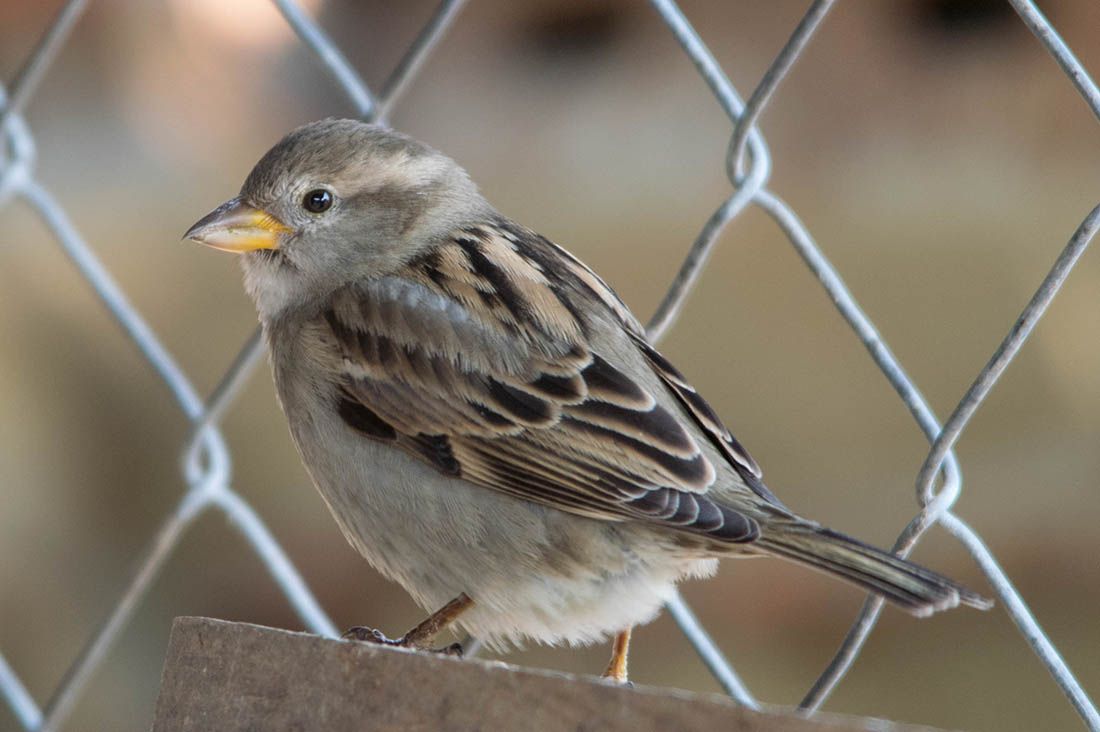 NOVO ISTRAŽIVANJE Europa je u 40 godina izgubila 600 milijuna ptica