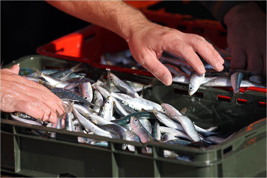 NOVI PRAVILNIK Evo u kojem periodu (ne)ćemo moći kupovati srdele na ribarnici kroz sljedećih godinu dana