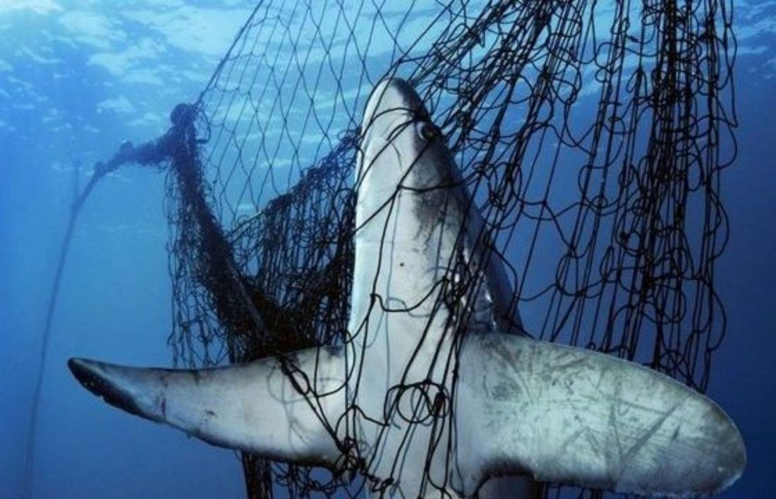 Prema Europskoj komisiji krenula nova inicijativa: “Potpuno zabranite ribolov koćama u zaštićenim područjima!”