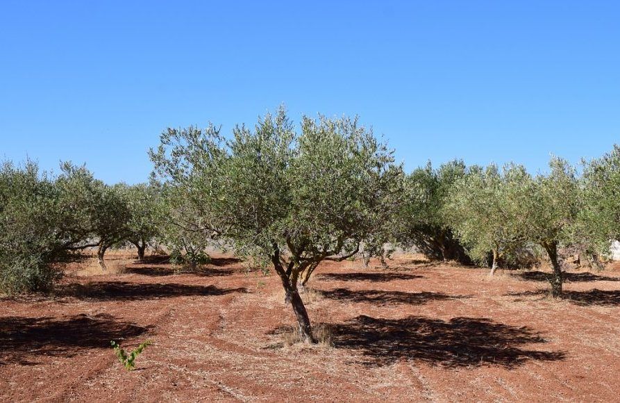 NAPRAVIO GOLEMU ŠTETU Polomio i oštetio više desetaka stabala maslina