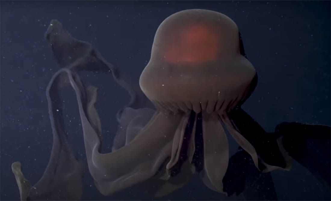 VIDEO Znanstvenici snimili rijetku divovsku fantomsku meduzu