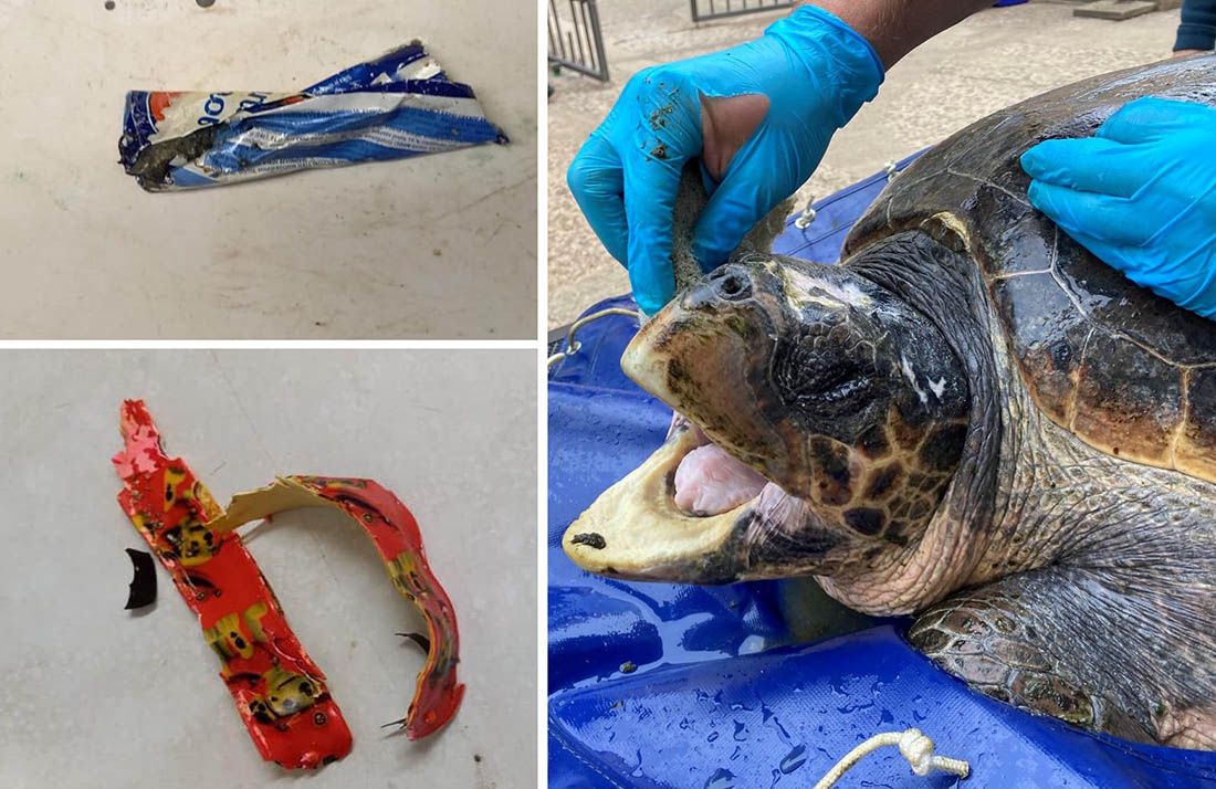 Bačeni omot sladoleda i dječja narukvica gotovo ubili ugroženu kornjaču