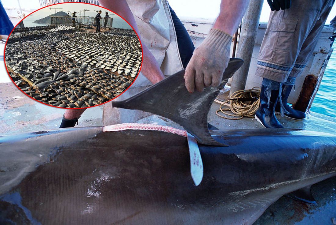 Građani pokreću inicijativu za zabranu trgovine perajama morskih pasa u Europi