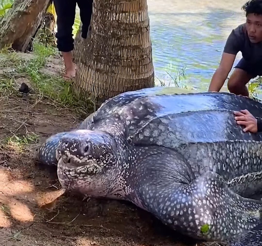 VIDEO Zajedničkom akcijom pomogli golemoj kornjači da se vrati u more