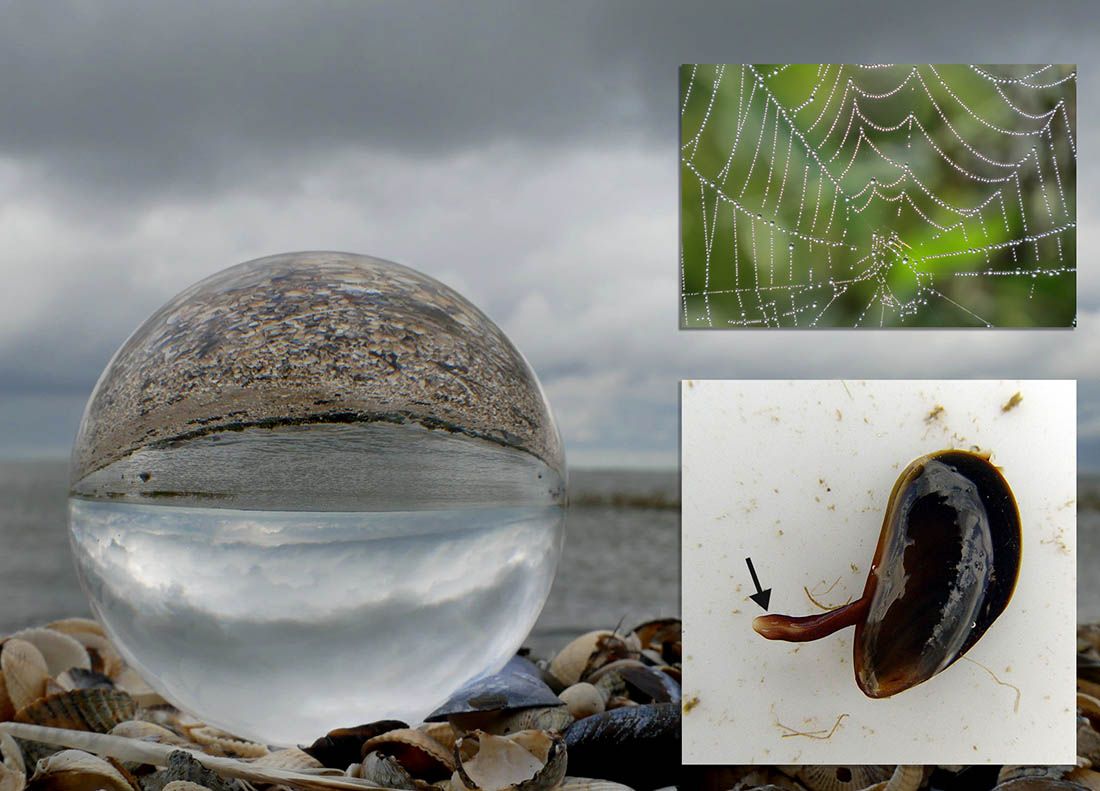 Kombinacijom paukove svile i stopala dagnji, znanstvenici izumili čvrsti hidrogel koji prianja na podvodne površine