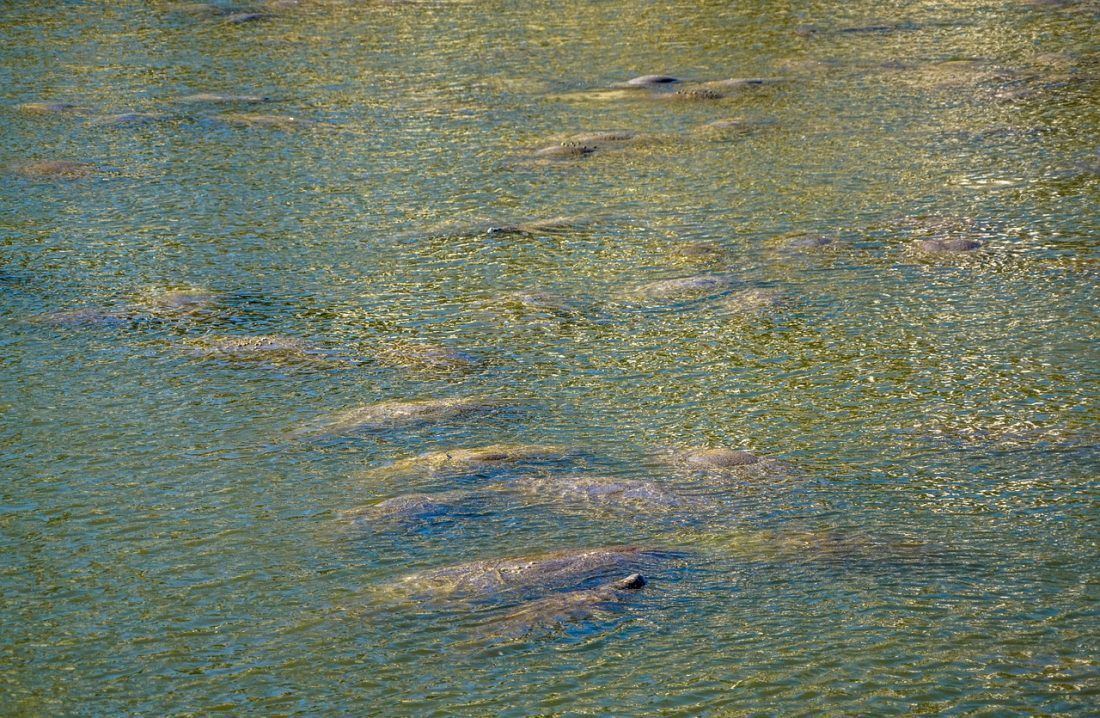 TUŽNA SUDBINA Masovni pomor morskih krava – Tko je kriv?