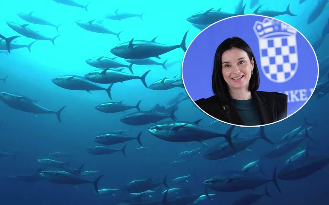 Ministrica Vučković o optužbama za muljanje s papirima: “Ribolov i uzgoj tune je strogo reguliran pravilima EK”