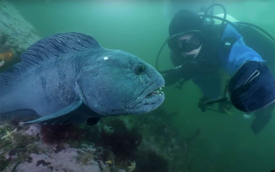 Beštija s kojom se ne želimo sresti nasamo, na rubu je izumiranja
