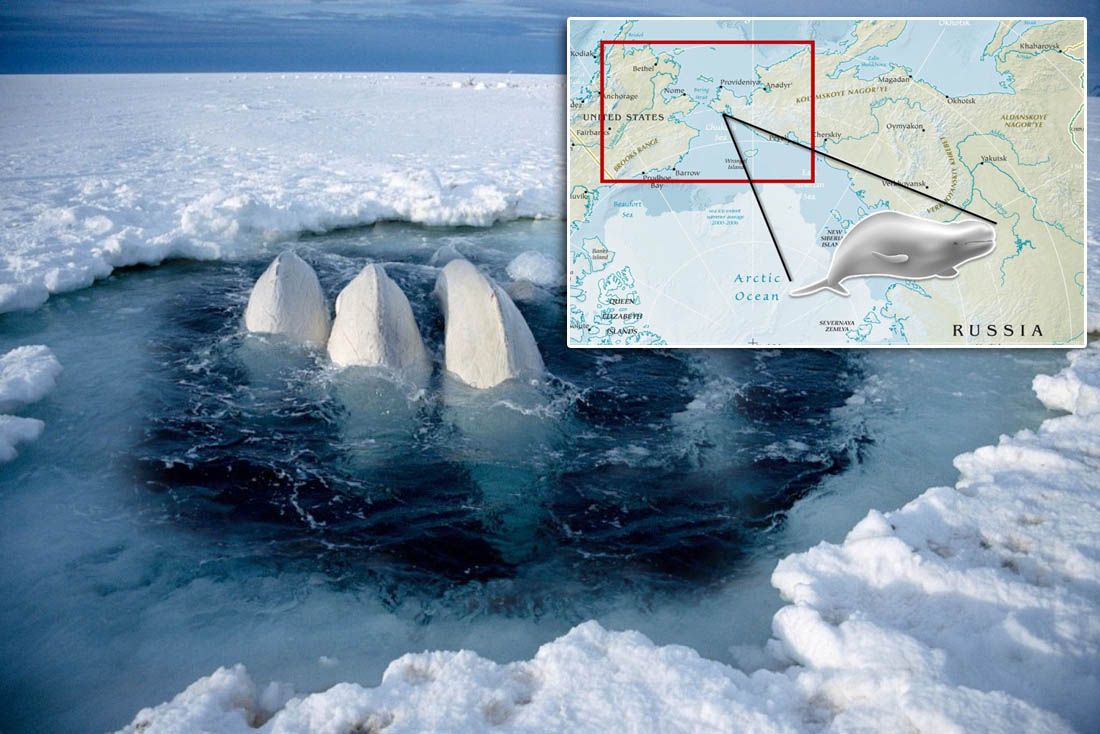 Ledolomci probijali led da spase kitove, a oni se odbili vratiti, sve dok im nisu pustili – klasičnu glazbu