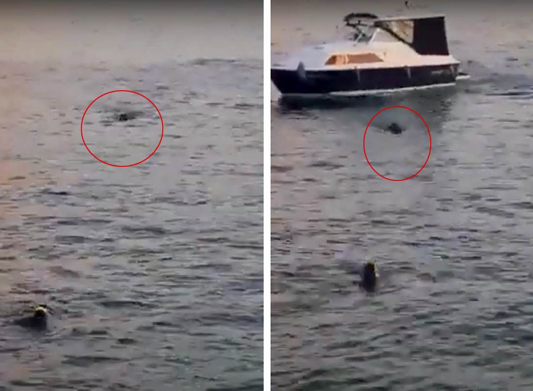 VIDEO Divlja svinja kod Pule plivala svega metar od ronioca
