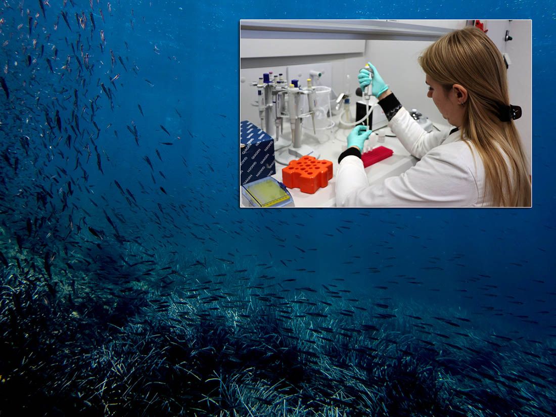 Splitski znanstvenici došli do novog otkrića o najsitnijim bićima u Jadranu