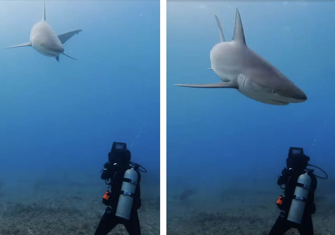 VIDEO – NEVJEROJATNO ISKUSTVO: “Ako sam ikad mislio da su morski psi opake ubojice, to je u tom trenutku prestalo!”