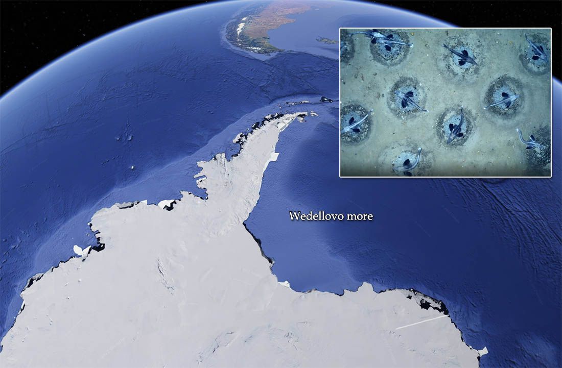 IZUZETNO OTKRIĆE Znanstvenici kod Antarktike pronašli najveće područje mriještenja riba na svijetu!