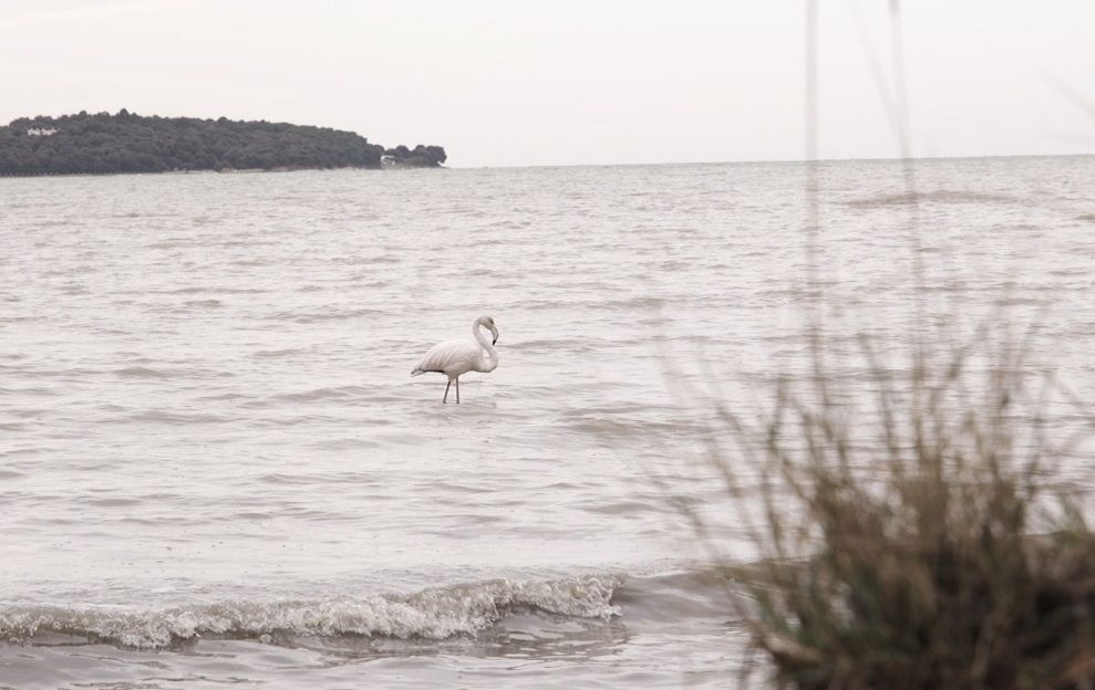Egzotična ptica jarkih boja ponovno u Hrvatskoj – Ovaj put viđena u Istri
