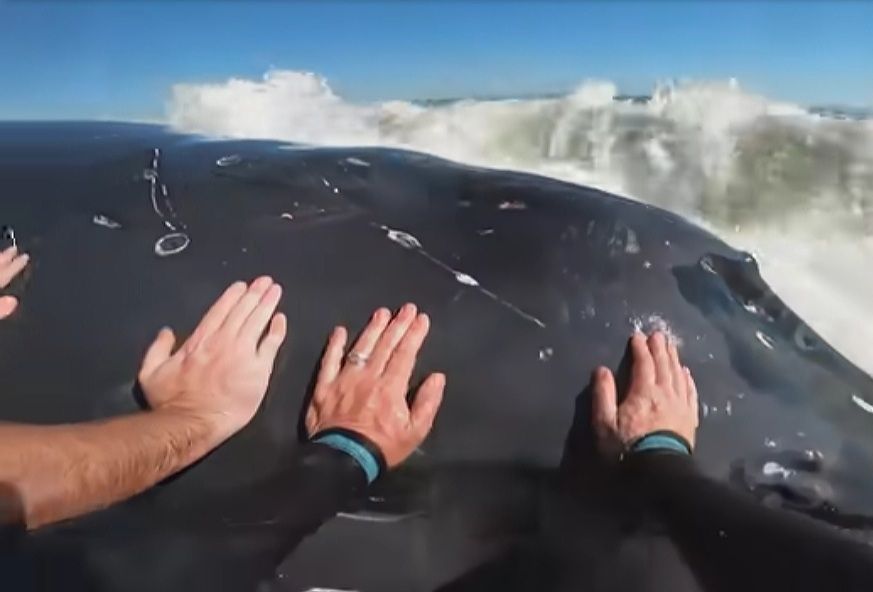 VIDEO Golim rukama vratili nasukanog kita u more