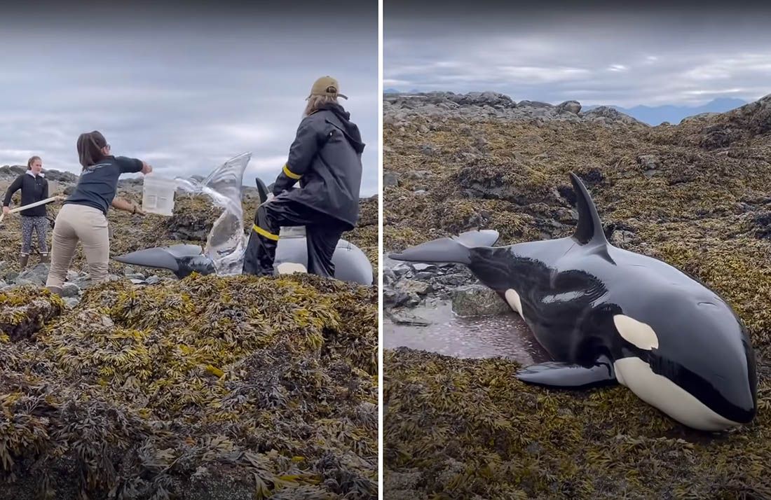 VIDEO Orka zaglavila među stijenama, a ovi ljudi su mu odmah priskočili u pomoć