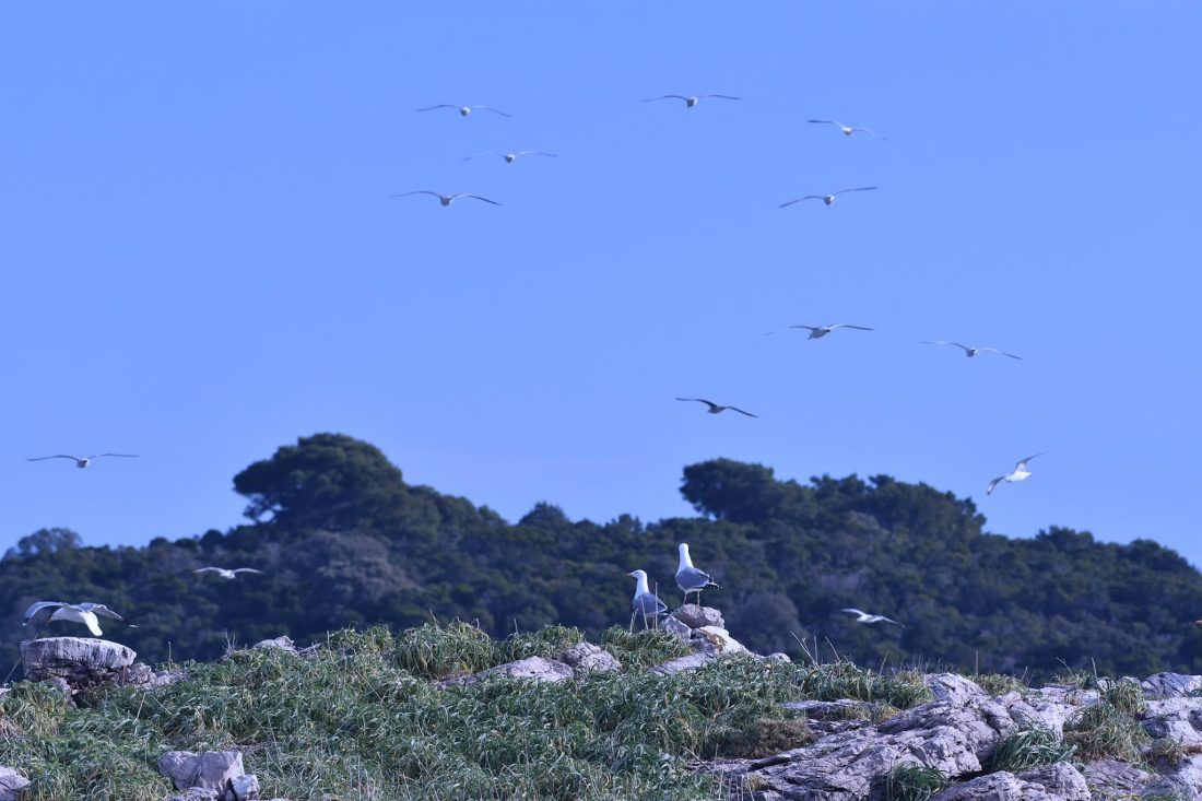 Treći put na Mljetu provedeno međunarodno zimsko prebrojavanje ptica vodarica