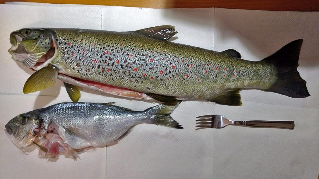 POZOR! Ako u moru uočite ovu ribu javite se Institutu za oceanografiju i ribarstvo