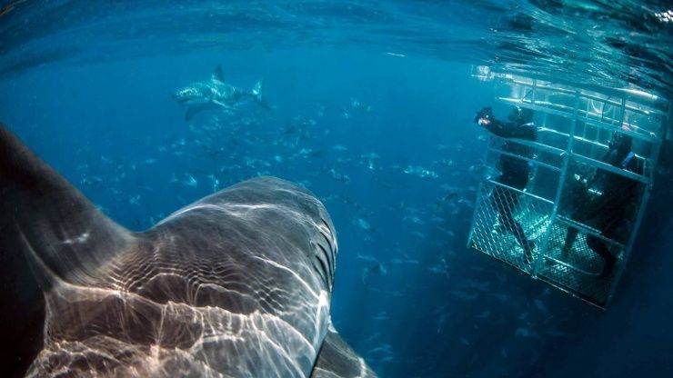 NEVJEROJATNA PRIČA Pukim čudom izbjegao smrt pa ga pozvali da snimi Ralje