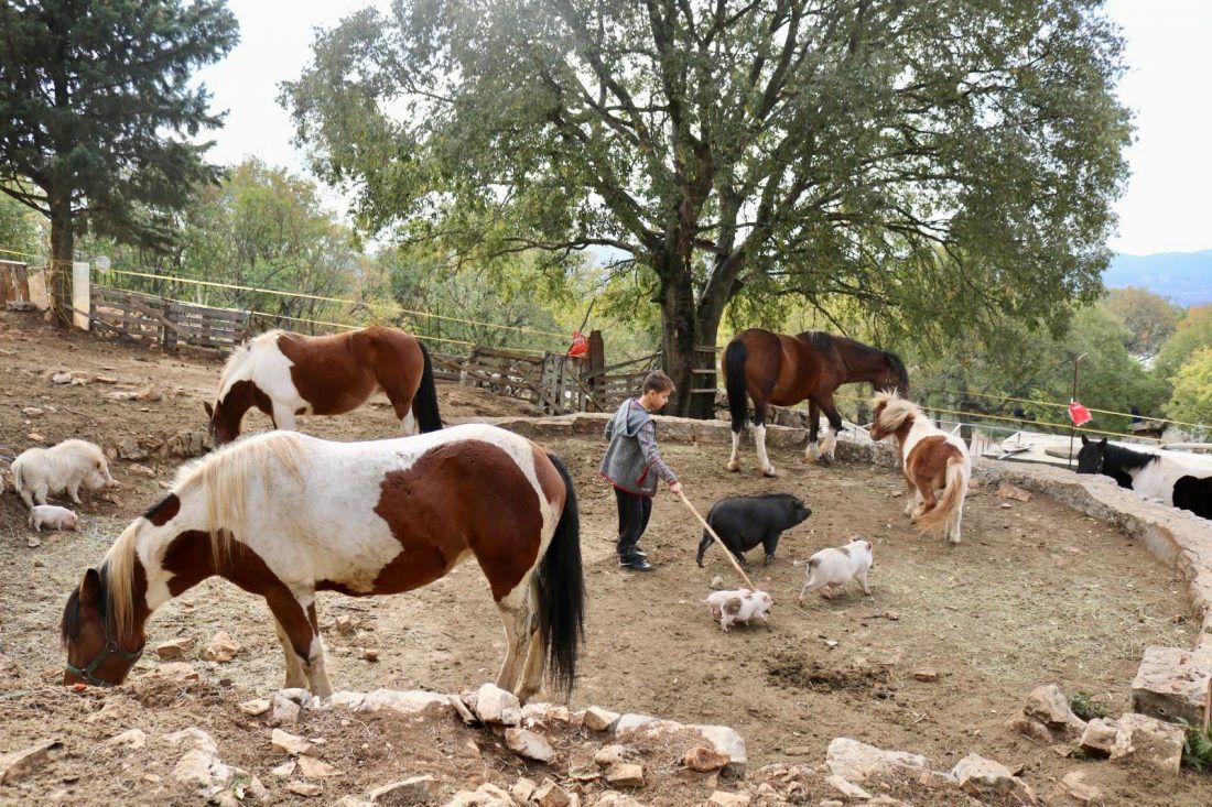 Trogirska udruga za terapijsko jahanje treba vašu pomoć