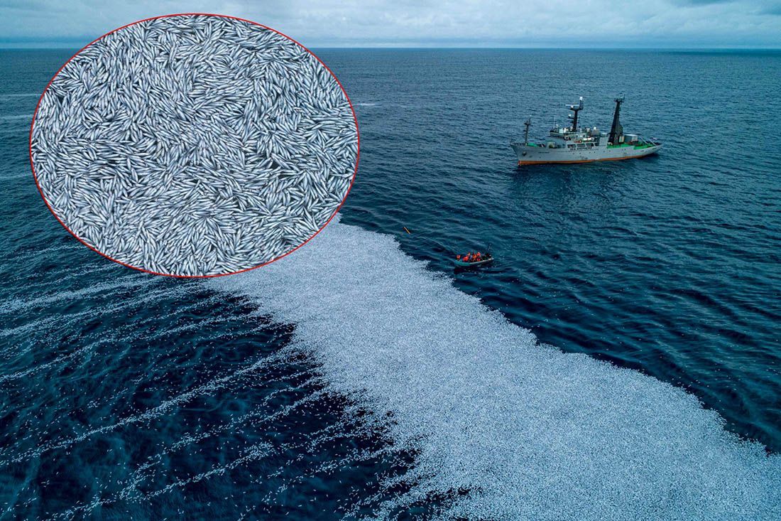 ŠOKANTNI PRIZORI Drugi najveći ribarski brod na svijetu izbacio više od sto tisuća mrtvih riba u more!