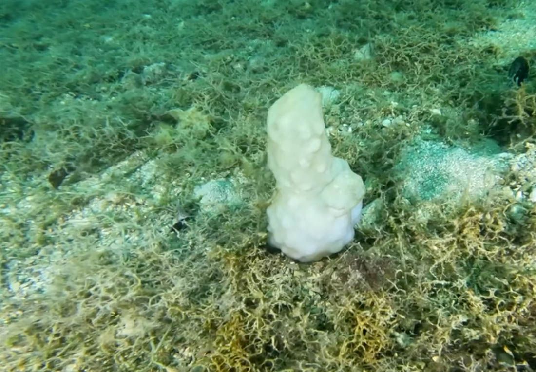 VIDEO: ŠALJIVA PRIRODA Morski organizam koji neodoljivo podsjeća na jedan dio tijela