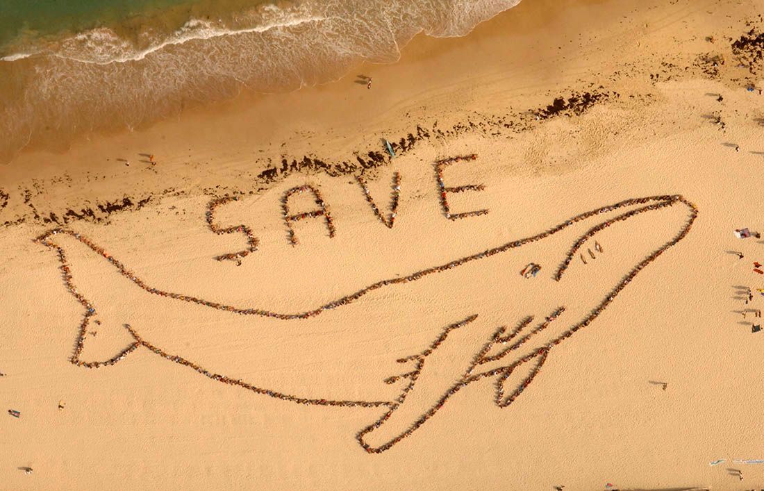 DO DANAS PREŽIVJELO SAMO 119 VRSTA! Međunarodni je dan zaštite morskih sisavaca