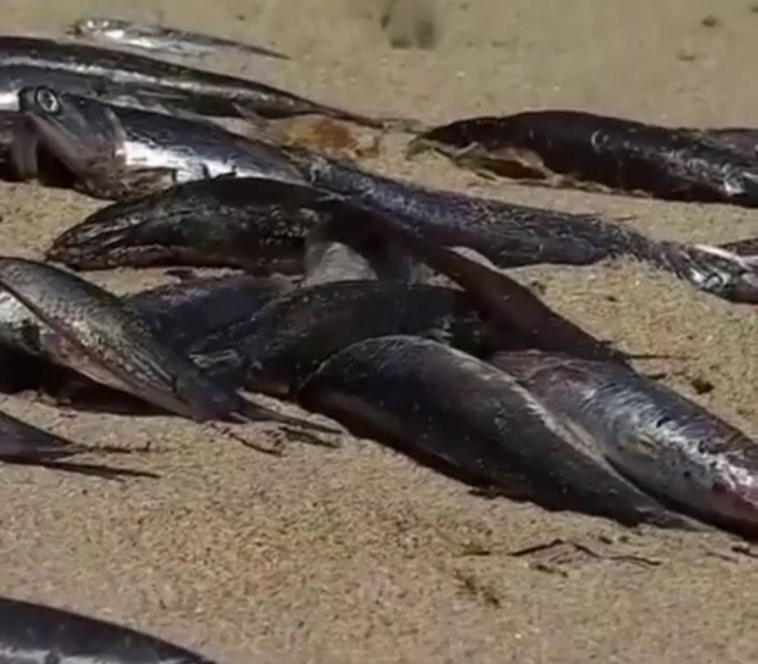 VIDEO Plaža preplavljena tisućama mrtvih inćuna i srdela