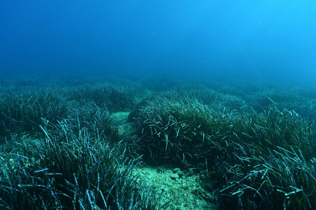 Kemikalije iz sredstava za zaštitu od sunca nakupljaju se u posidoniji