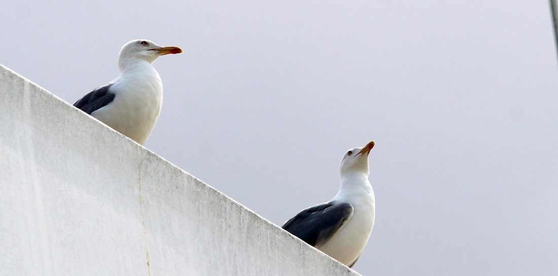 U Puli krenula kontrola populacije galeba klaukavca – Pozivaju građane da dojave gdje su im gnijezda