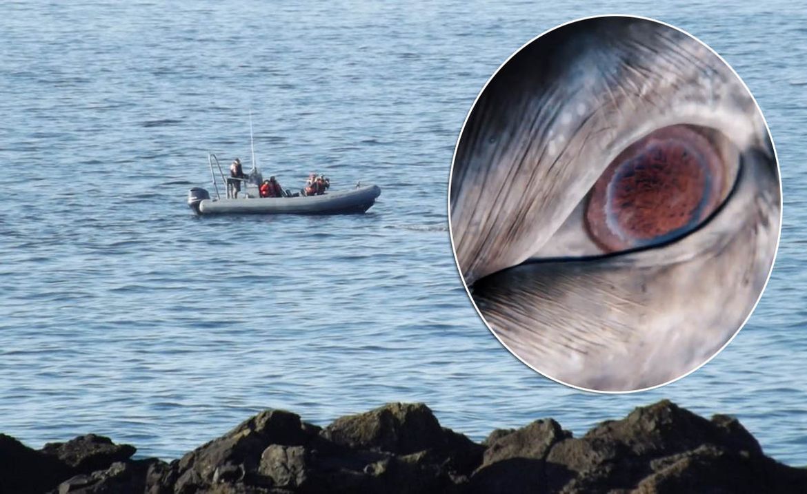 VIDEO Doživio bliski susret s golemom životinjom pa snimio nevjerojatan prizor