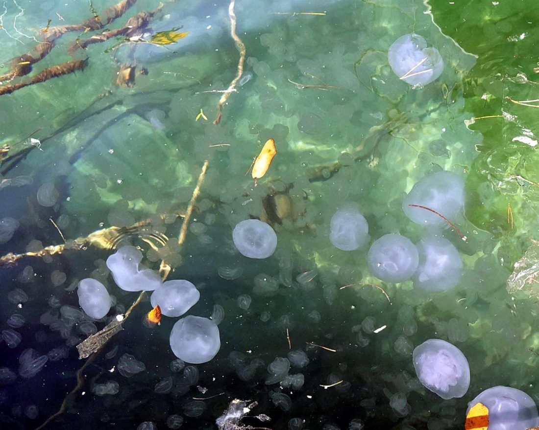 Dubrovački znanstvenici opisali novu vrstu meduze pronađene u Jadranu