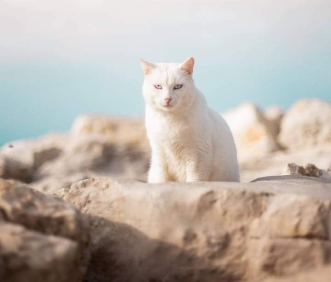 VIDEO Priča o hrabrom morskom mačku Normanu