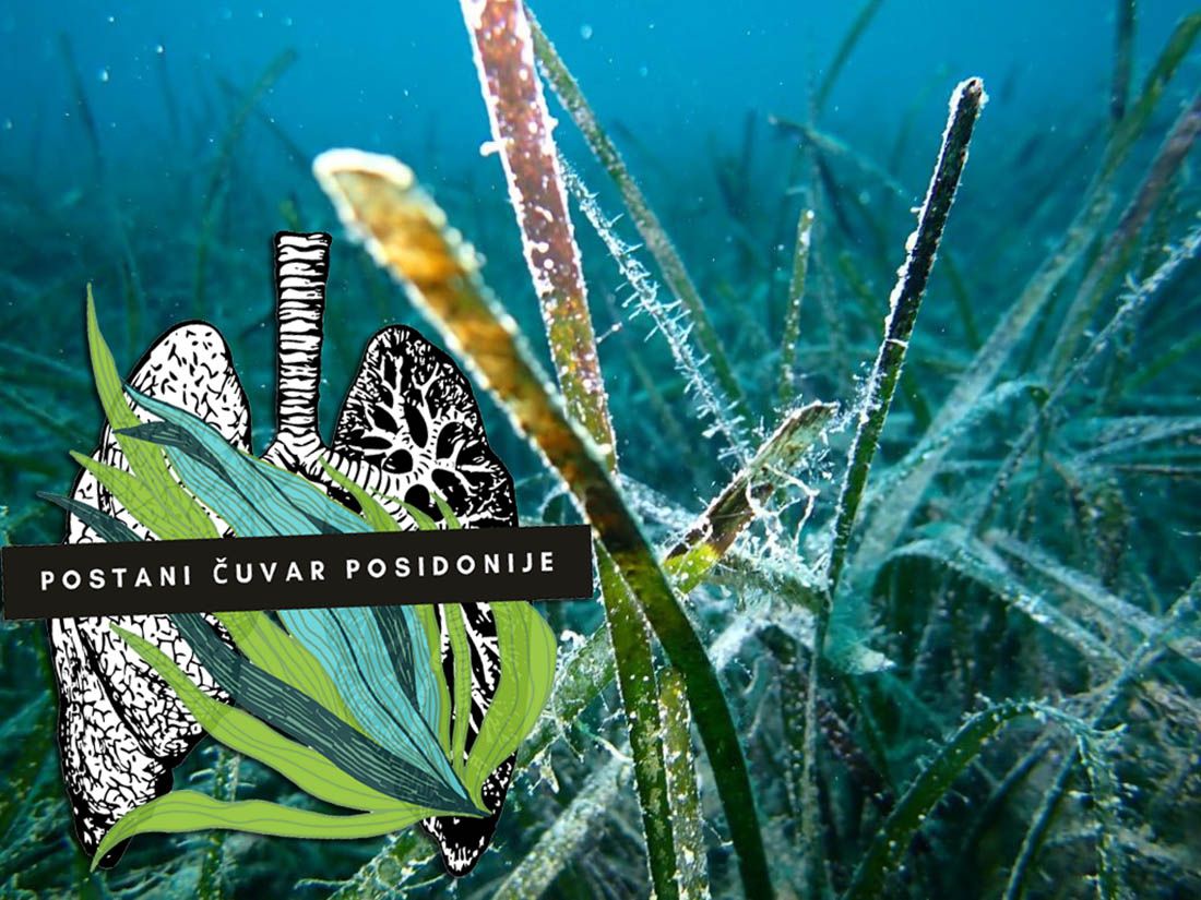 Kako postati ambasador i čuvar posidonije?